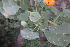 Abutilon hirtum
